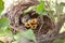 Newborn birds in the nest