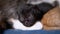 Newborn black blind kitten hisses with eyes closed lies on nursing mother cat