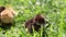 Newborn black chick on green grass.