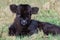 Newborn black scottish highlander calf lying in grass