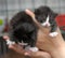 Newborn black with a white kitten in hands