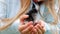 Newborn black and yellow chicken in children hands. Baby chick on a human palm closeup, on blurred background.