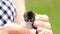 Newborn black and yellow chicken in woman hands. Baby chick on a human palm closeup, on blurred background.