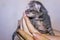 Newborn blind grey kitten in hand