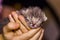 Newborn blind grey kitten in hand