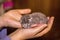 Newborn blind grey kitten in hand