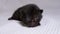 Newborn Blind Little Black Kitten is Crawling on a White Background. Two Days Old