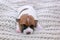 Newborn blind puppy jack russell terrier on a knitted sweater closeup, horizontal