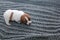 Newborn blind puppy jack russell terrier lies on a knitted sweater closeup, horizontal