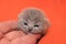 newborn british cat