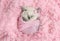 Newborn british kitten sleeps on pink fur