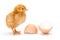 Newborn brown chicken near broken egg shells