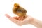 Newborn brown chicken standing in human hand