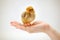 Newborn brown chicken standing in human hand