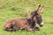Newborn brown donkey foal lying on grass