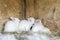 Newborn bunnies in cages