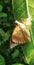 Newborn butterfly with her shell