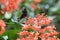 Newborn butterfly sitting on a flower