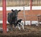 Newborn calf and cow