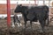 Newborn calf cow Aberdeen Angus