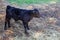 Newborn calf on the dry grass on the farm. Mammalian animal domestic animal in agriculture