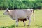 Newborn calf feeding with milk