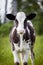 Newborn calf on green grass