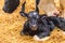 Newborn calf on hay in a farmhouse