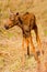 Newborn calf moose stands