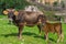Newborn calf and mother cow looking to camera. Marmaris, Turkey. Praire background
