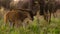 Newborn Calf with mother walking and grazing grass