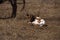 Newborn calf of a Texas longhorn cow.