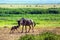 The newborn calf is trying to stand