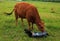 Newborn calve and it\'s mother