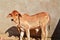 Newborn Calves in a Farm,African newborn cow calf,brown and white colors baby cow calf