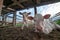 Newborn Calves in a Farm Shed