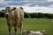 Newborn calves lying down on the green field next to the cow