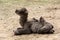 Newborn camel