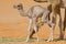 Newborn camel calf