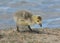 Newborn Canada goose gosling