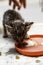 Newborn cat eating