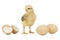 Newborn chick, eggs and shell cut out on a white background