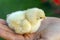 Newborn chick in a hand