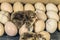 Newborn chick lying on chicken eggs