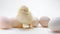 Newborn chick among unhatched chickens in eggs. Little baby calls mother hen, isolated on white background. Concept of