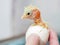 Newborn chick was born from an egg