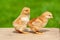 Newborn chicken family. Animal friendship. Couple love bird on green grass background. Couple or twin chicken