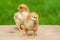Newborn chicken family. Animal friendship. Couple love bird on green grass background. Couple or twin chicken
