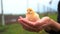 Newborn chicken in hands. Baby chick on a close-up of a human palm, on a blurred background.