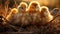 A newborn chicken is knocked out of an egg, brood of small chicks. Close up